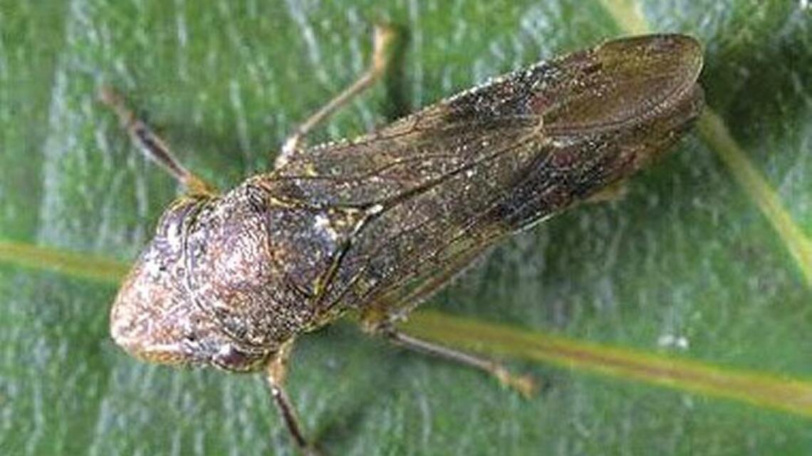 An invasive bug is threatening vineyards. What is SLO County doing to stop it?