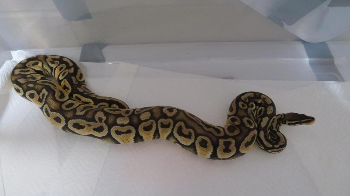 One of the ball pythons that was seized from a self-storage unit in Arroyo Grande on Wednesday evening.