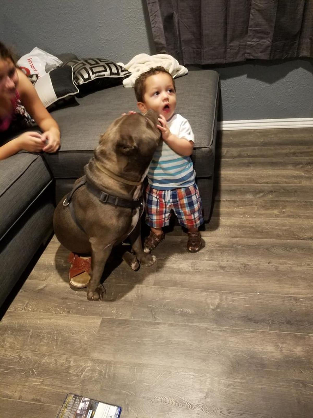 Hercules, Marthel Rangel’s pit bull, is pictured with Rangel’s nephew. Hercules was shot by sheriff’s deputies early Saturday morning.