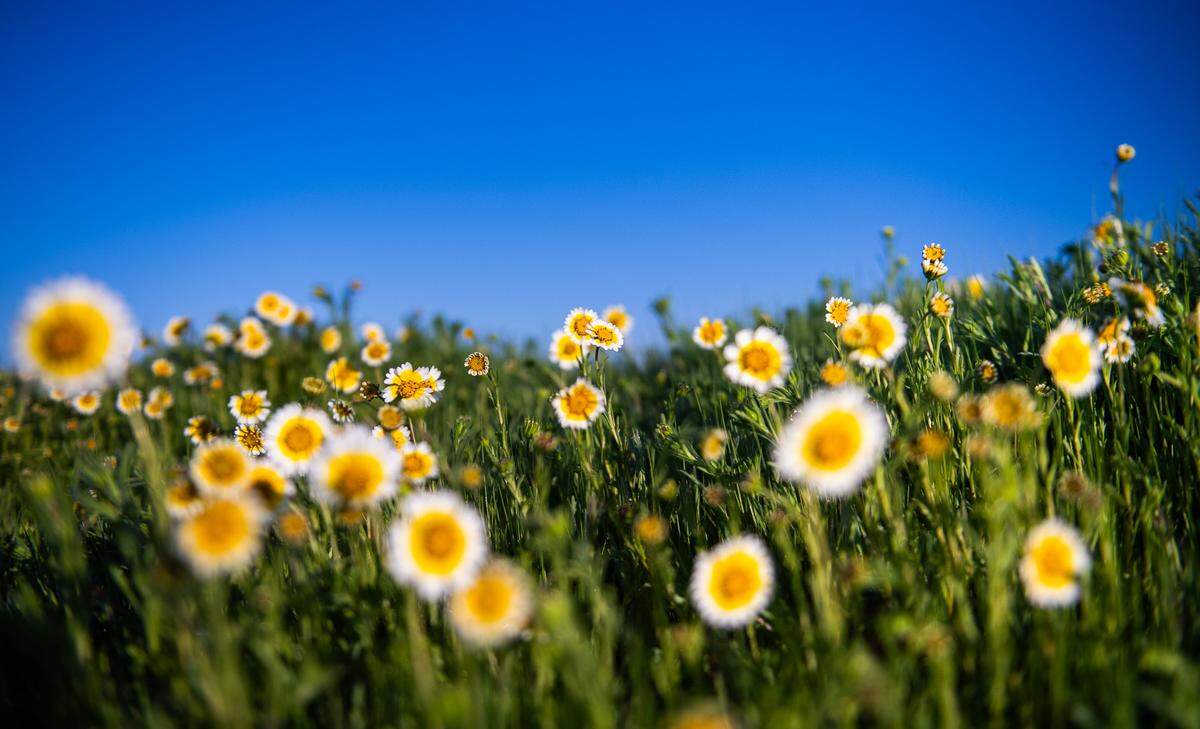 Coastal tidytips bloom in California Valley in March 2024.