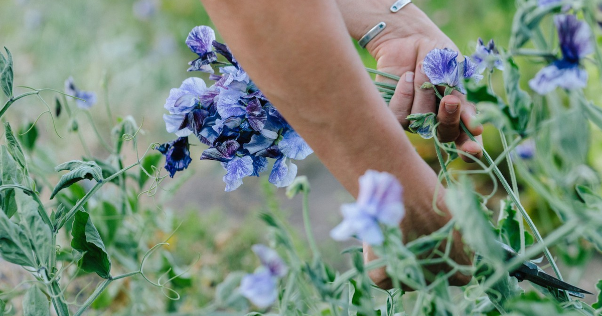 The next UC Master Gardener workshop will focus on how to grow flowers for cutting and arranging in SLO County.