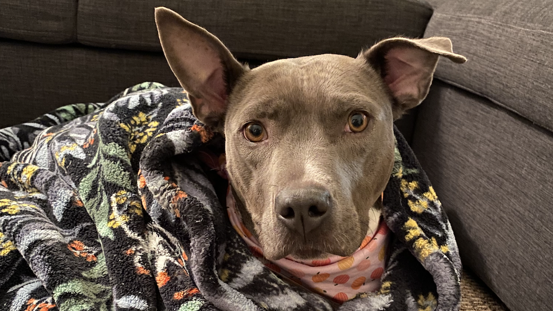 Want some pittie snuggles? Kai the pit bull is a loving companion looking for a forever home