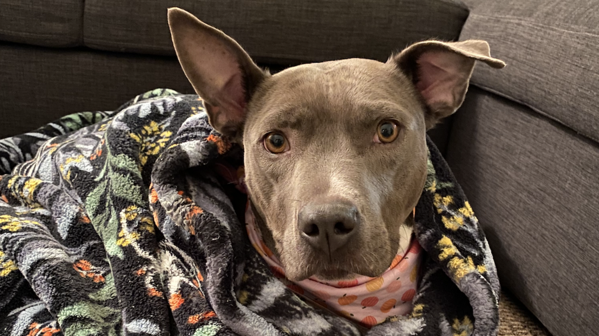 Kai is a charming 4-year-old pit bull available for adoption through the San Luis Obispo County Animal Services shelter.