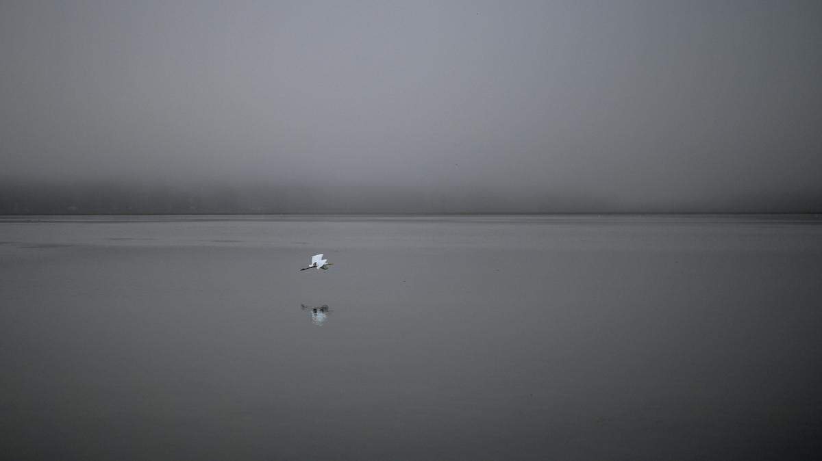 A Great White Egret soars across the muted gray backdrop of Morro Bay near Baywood Park.