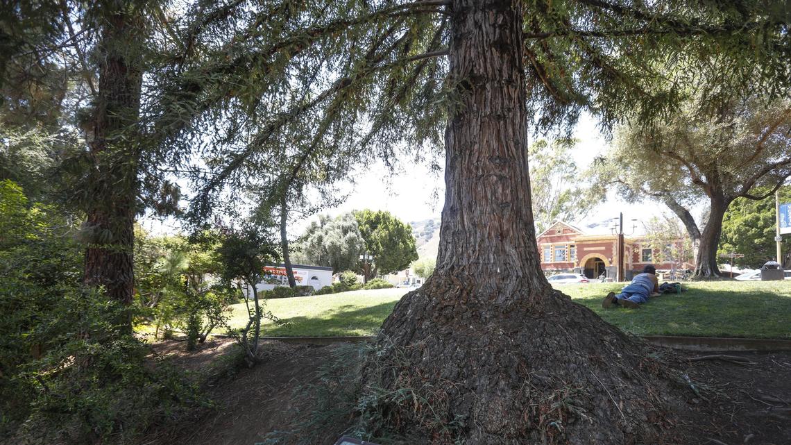 There’s a tree in SLO County that orbited the moon. Yes, really