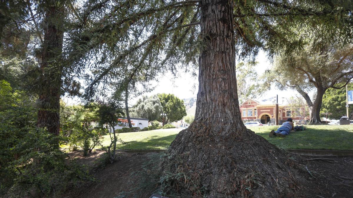San Luis Obispo is home one of about 80 so-called “moon trees” planted in cities across the United States. The coast redwood, which stands near San Luis Obispo Creek and the Murray Adobe, grew from seeds taken on the Apollo 14 lunar mission.