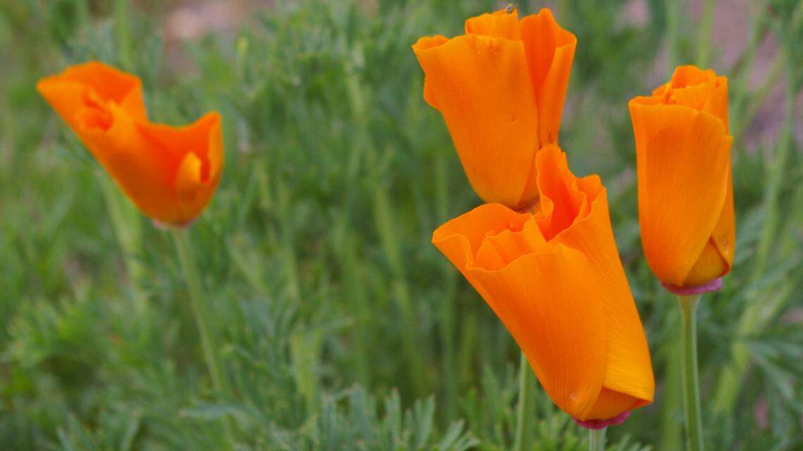Love wildflowers? Here’s how to grow your own garden super bloom