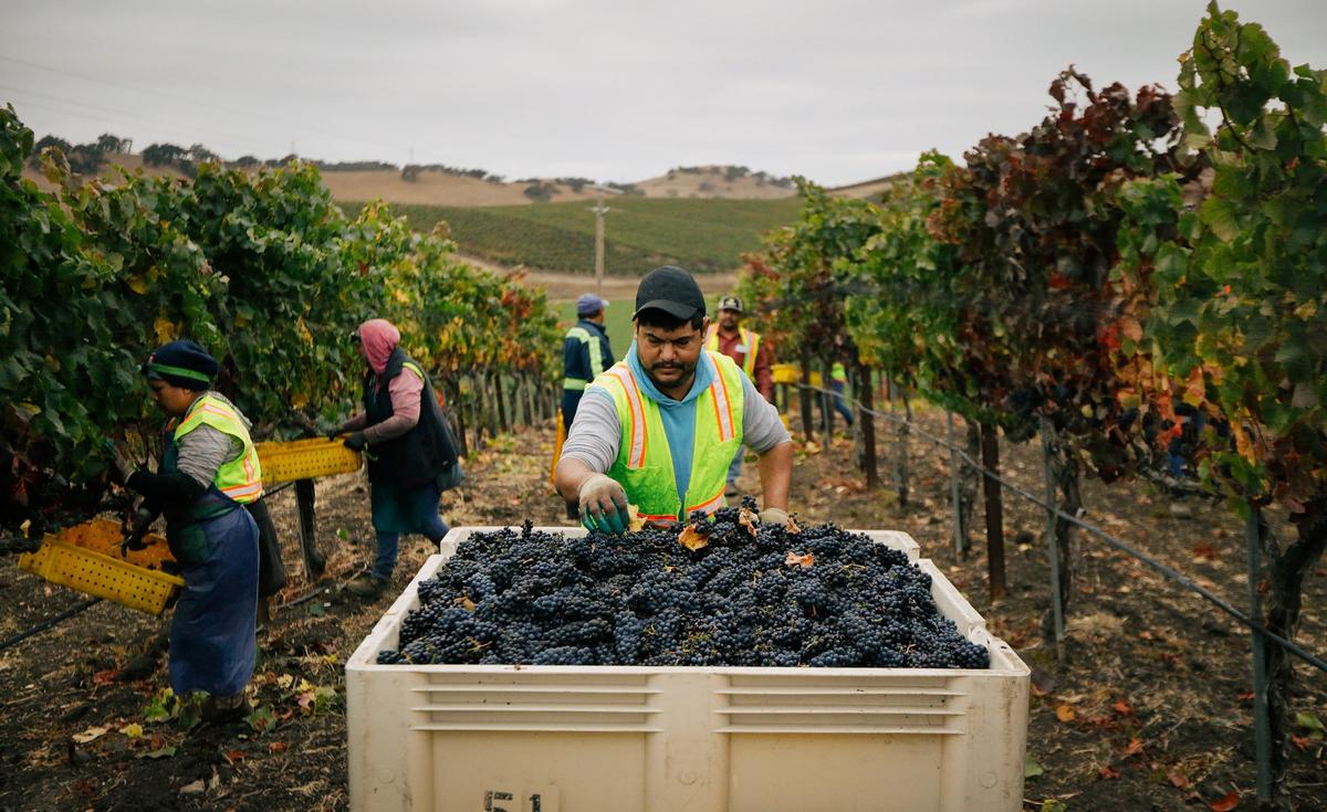 Workers harvest pinot noir grapes at Talley Vineyards in Arroyo Grande in 2018. Talley will continue offering tastings on a by-appointment basis after the state lifts coronavirus pandemic restrictions.