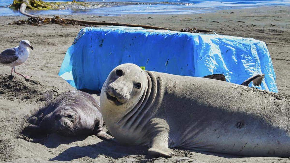 Bales of cotton wrapped in blue plastic washed up on San Luis Obispo County shoes on Sunday, March 3, 2024, including at elephant sea beaches near San Simeon.