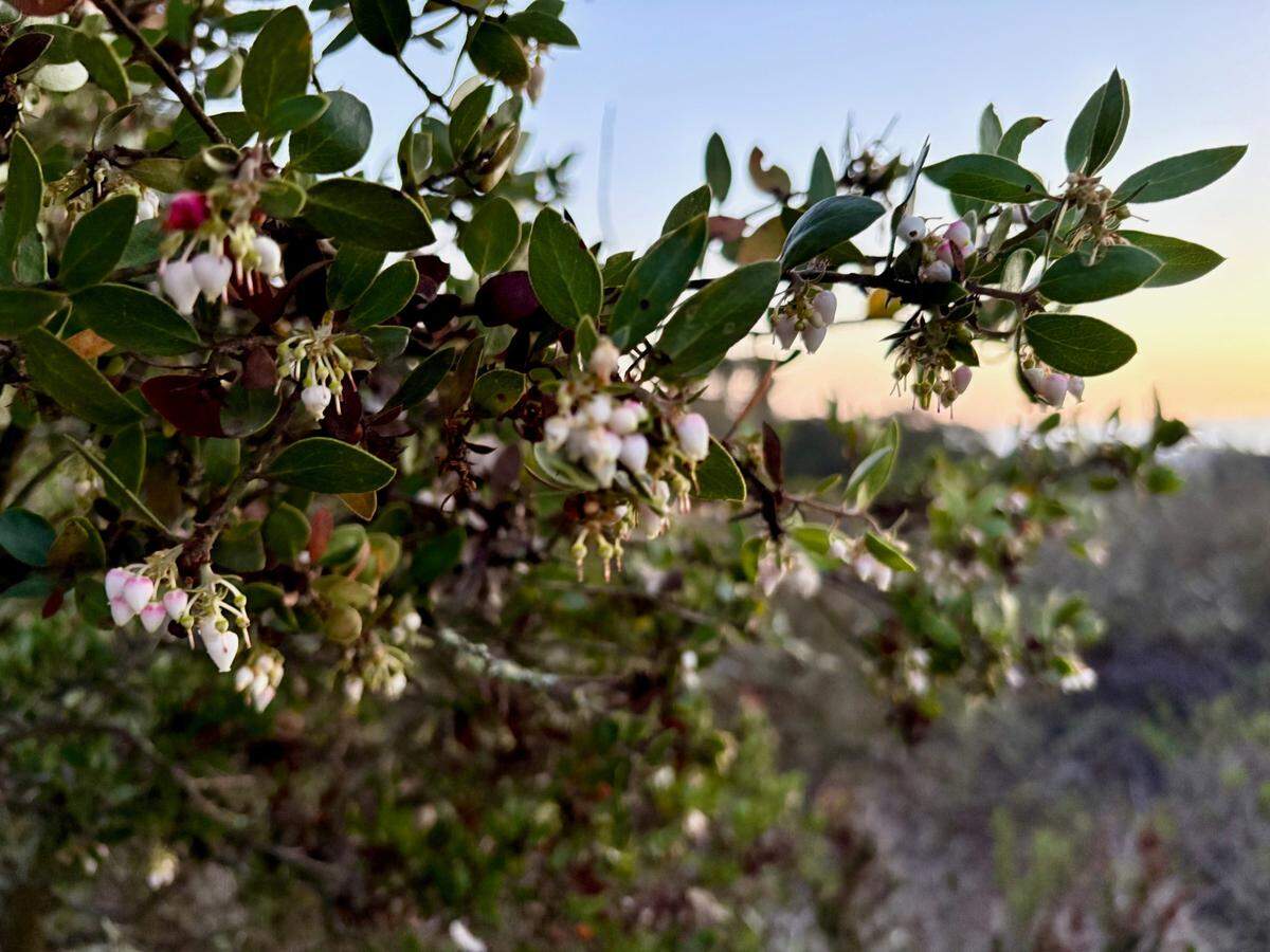 Dr. Bill Waycott and researchers from San Francisco State University have identified a potential new species of manzanita they say grows only in San Luis Obispo County. Waycott said around 350 of an estimated 700 individual Arctostaphylos nipumu plants are located on the Dana Reserve housing development property in Nipomo.