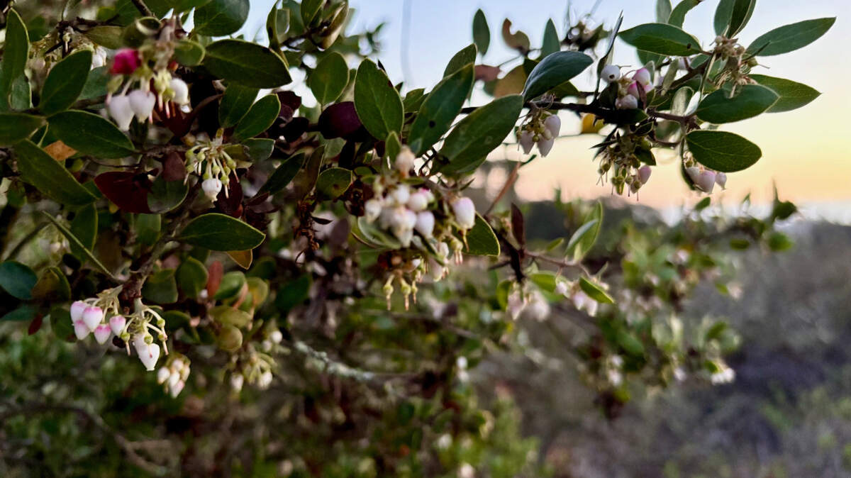Dr. Bill Waycott and researchers from San Francisco State University have identified a potential new species of manzanita they say grows only in San Luis Obispo County. Waycott said around 350 of an estimated 700 individual Arctostaphylos nipumu plants are located on the Dana Reserve housing development property in Nipomo.