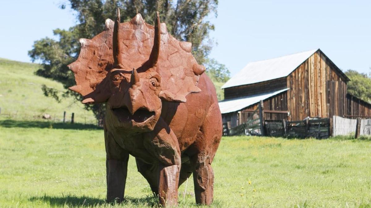 A Triceratops horridus strikes a fierce pose in a field on Huasna Townsite Road.