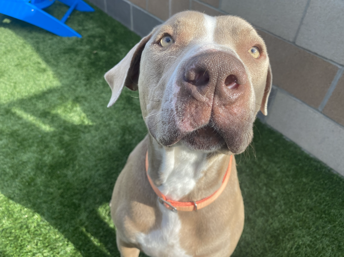Brutus (A302139) is one of several dogs available for adoption at the San Luis Obispo County Animal Shelter.