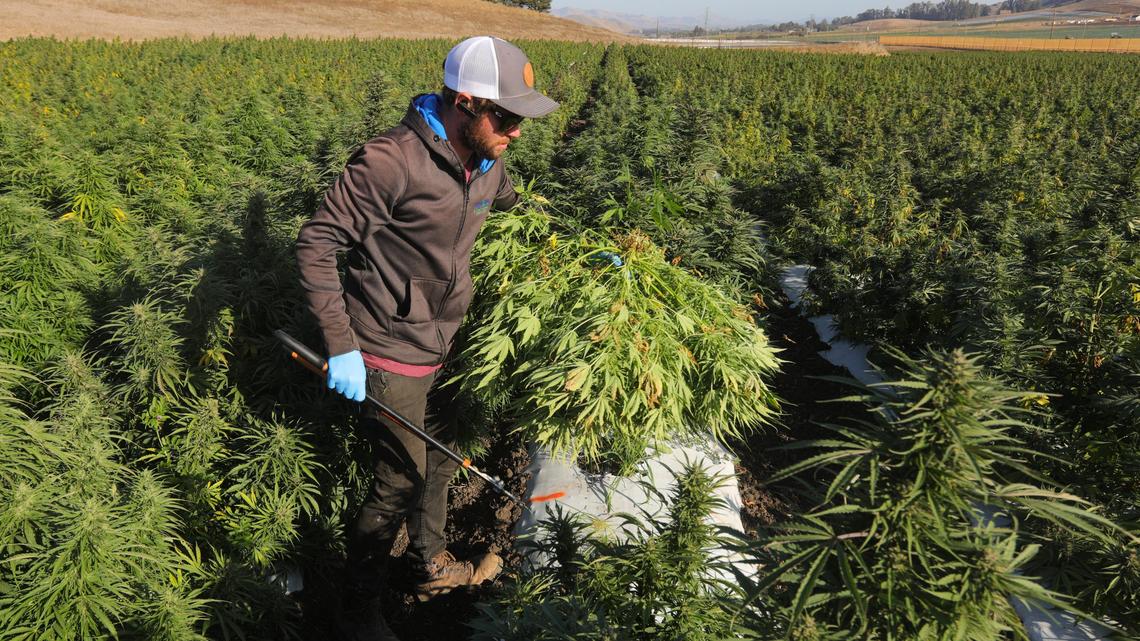 Nick Allen harvests a hemp plant at the Los Osos Valley farm that supplies the Natural Healing Center. The whole plant is lopped off at ground and then dried.