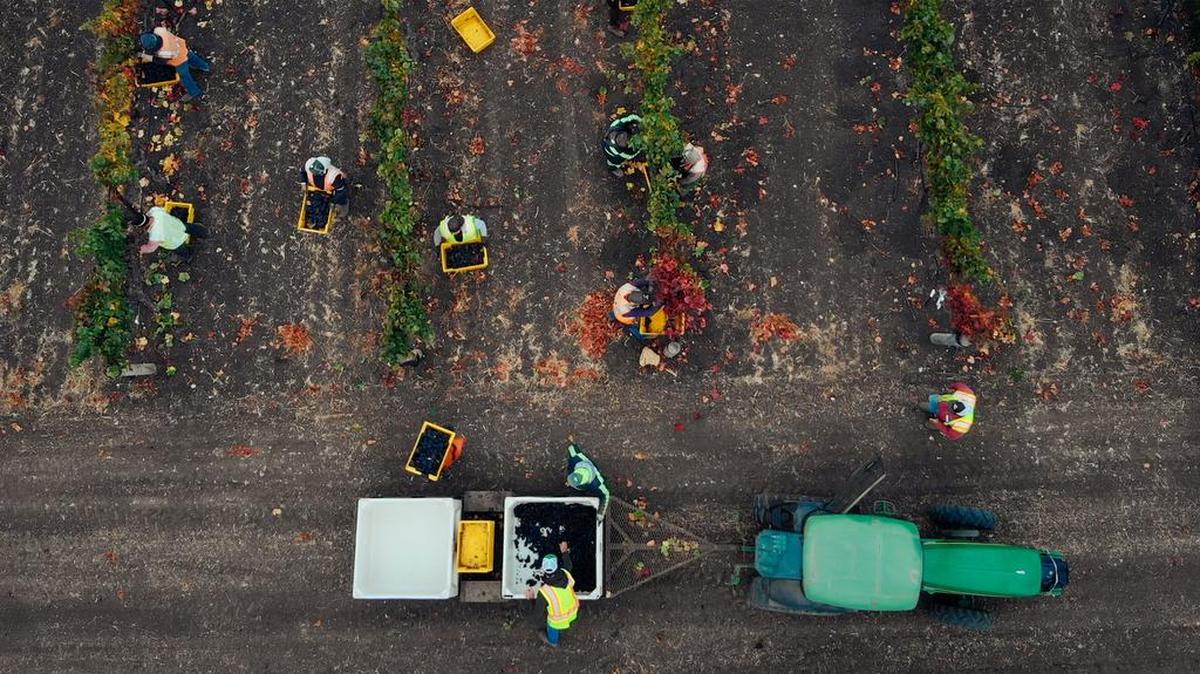 Workers harvest pinot noir grapes at Talley Vineyards in Arroyo Grande on a recent October morning.