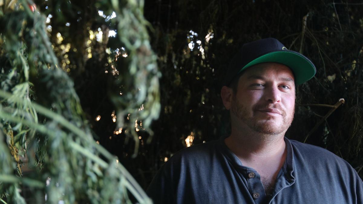 Helios Dayspring, owner of the Natural Healing Center cannabis dispensary in Grover Beach, pleaded guilty to federal charges of bribery and tax evasion. Here, he stands next to drying hemp plants to be used for biomass and CBD oil, in 2019.
