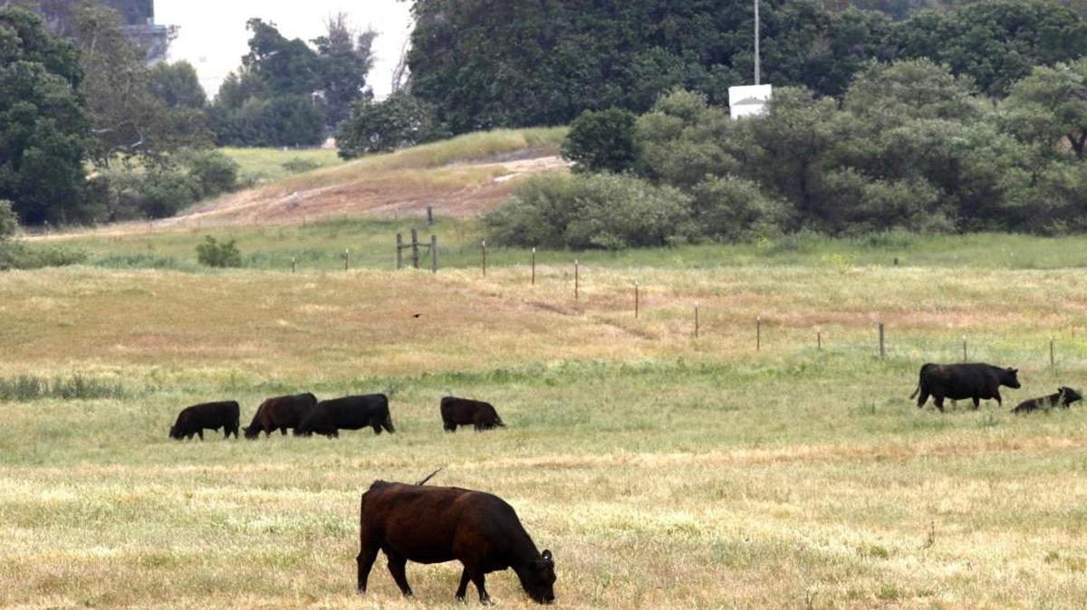 Cattle graze at Santa Margarita Ranch with Phillips 66 tanks in background. The Phillips 66 facility north of Santa Margarita is supplied by pipes running through Santa Margarita Ranch.