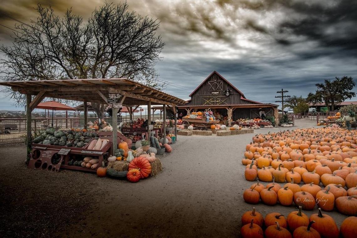 More than 70 varieties of pumpkins, gourds and winter squash are available for sale at Chesebrough Farm in Templeton.