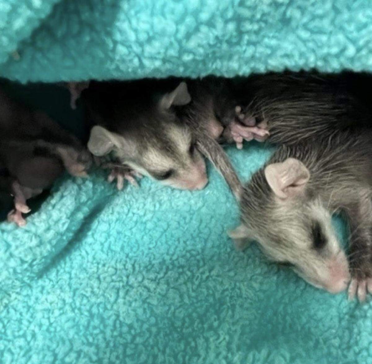 Baby opossums take a nap after their rescue.