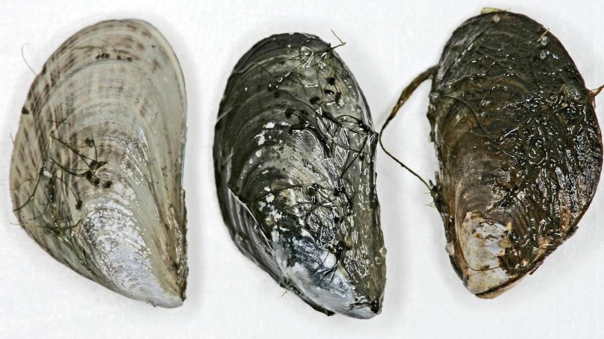 San Luis Obispo County lakes have so far been spared from infestations by the invasive quagga mussel, thanks in part to aggressive inspection programs.