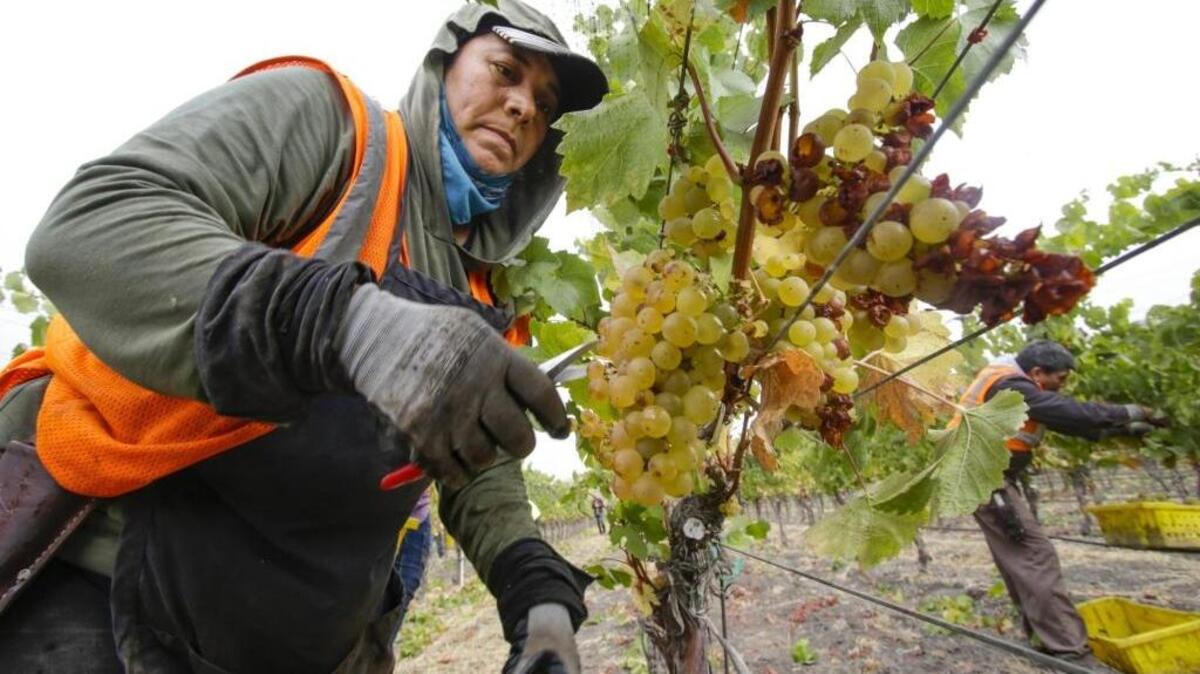 Ariel Juarez picks chardonnay wine grapes at Talley Farms in Arroyo Grande.