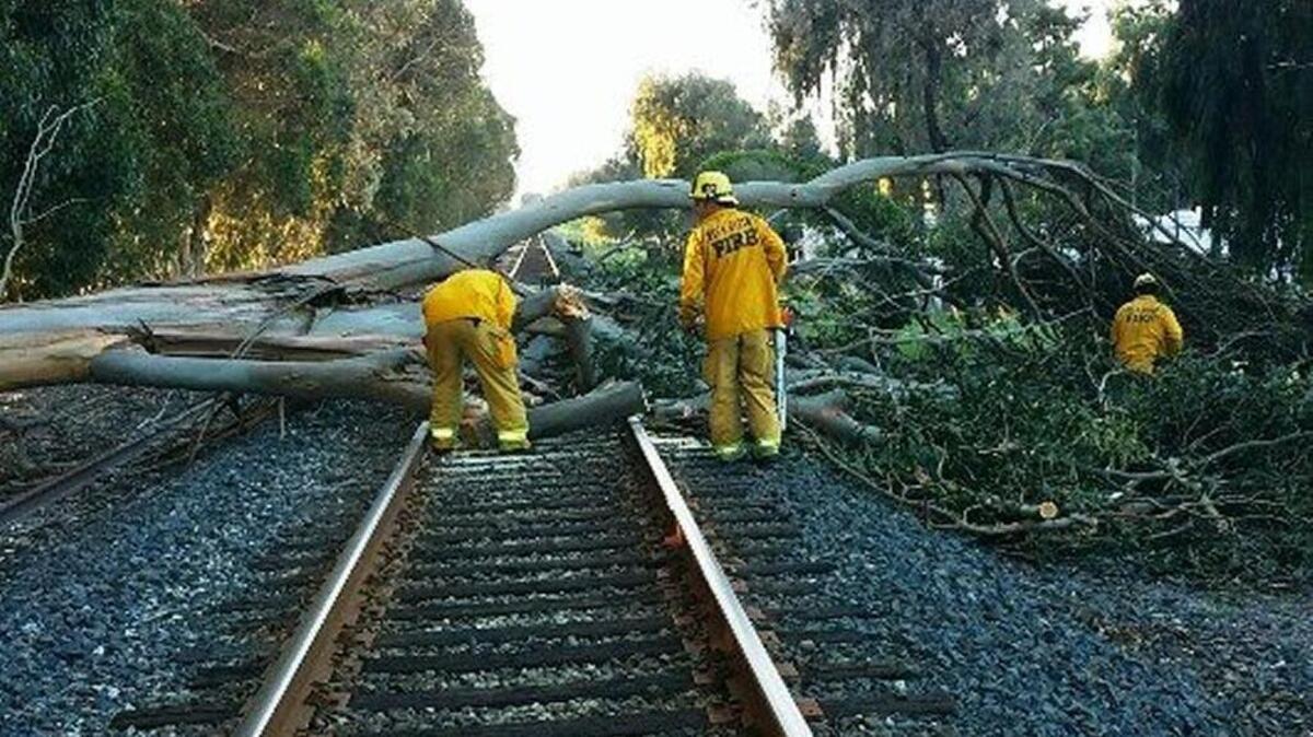 Five Cities fire crews helped clear a eucalyptus tree of the train tracks in Grover Beach on Wednesday morning.