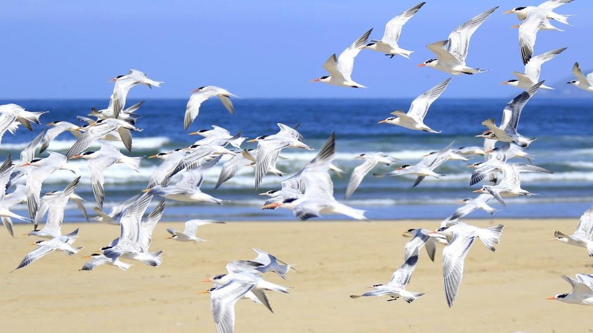 A variety of shorebirds call the Central Coast home. Join State Park docents for a walk to learn about them 2 p.m. Wednesday in Morro Bay.