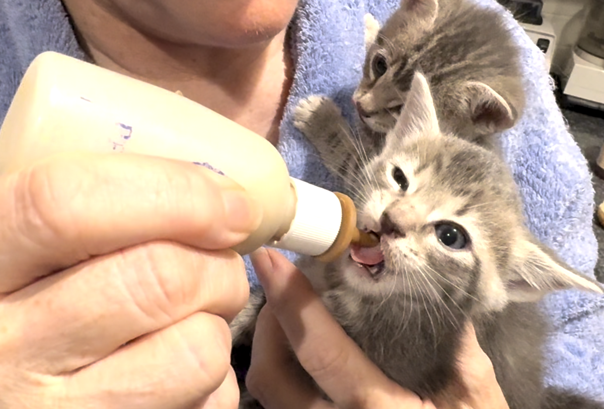The San Luis Obispo Animal Services shelter is asking for people to apply to be fosters for the influx of kittens that arrive yearly.&nbsp;