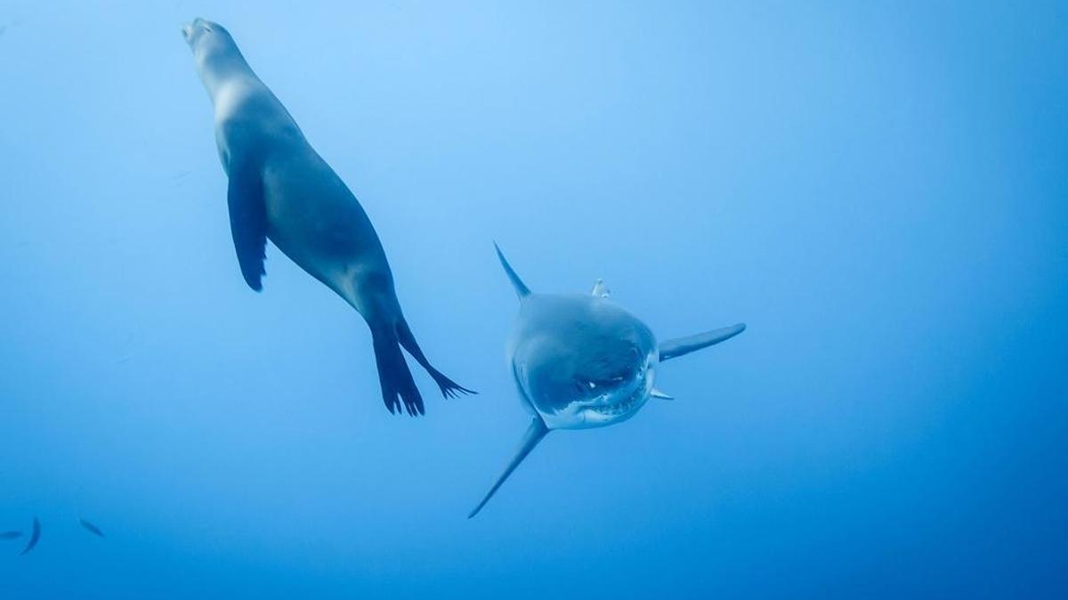 A sea lion dodges an 18-foot great white shark off Mexico’s Guadalupe Island in 2013. Much about migration habits of sharks is still unknown, but female great white sharks have been known to mate in the warm waters off the island before making their way up the coast of California or out to the depths of the Pacific Ocean.