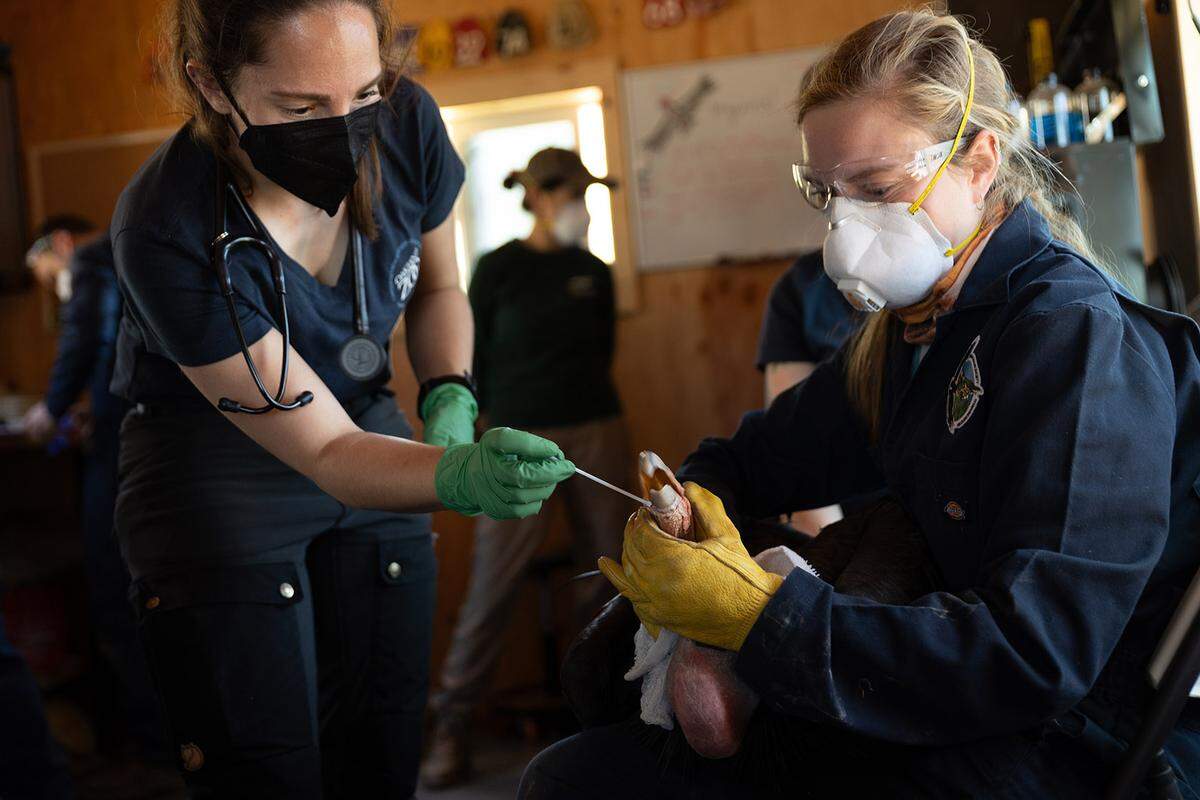 Lauren Pudenz, DVM, of Oakland Zoo swabs a California condor for HPAI, as biologist Danae Mouton holds the bird. 