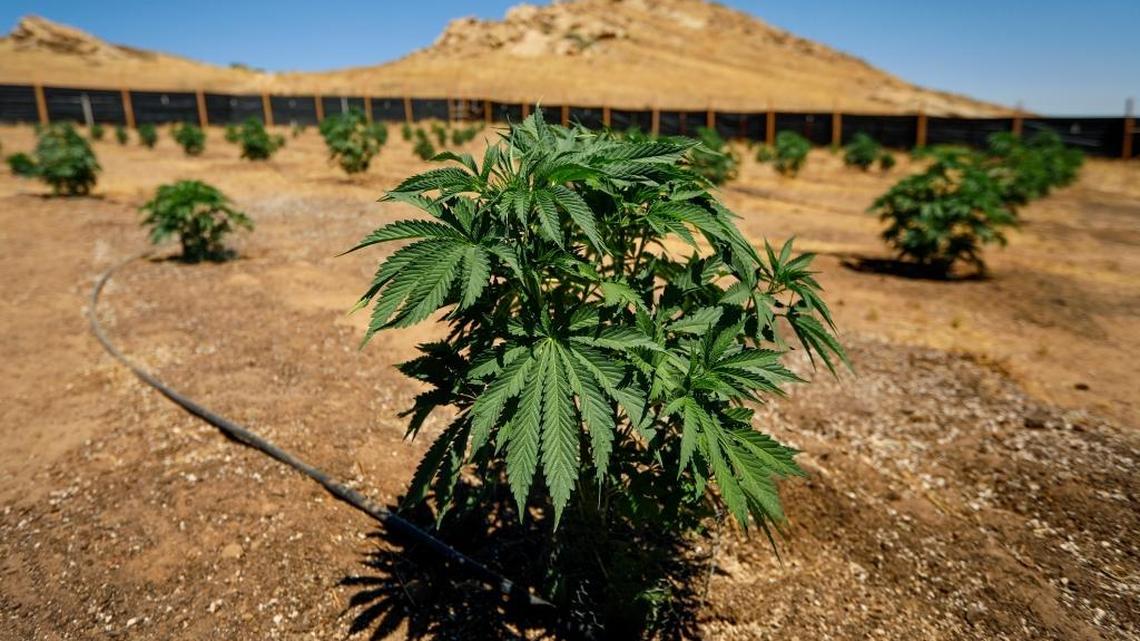 Some San Luis Obispo County supervisors want to put a cap on the number of marijuana farms in the county.