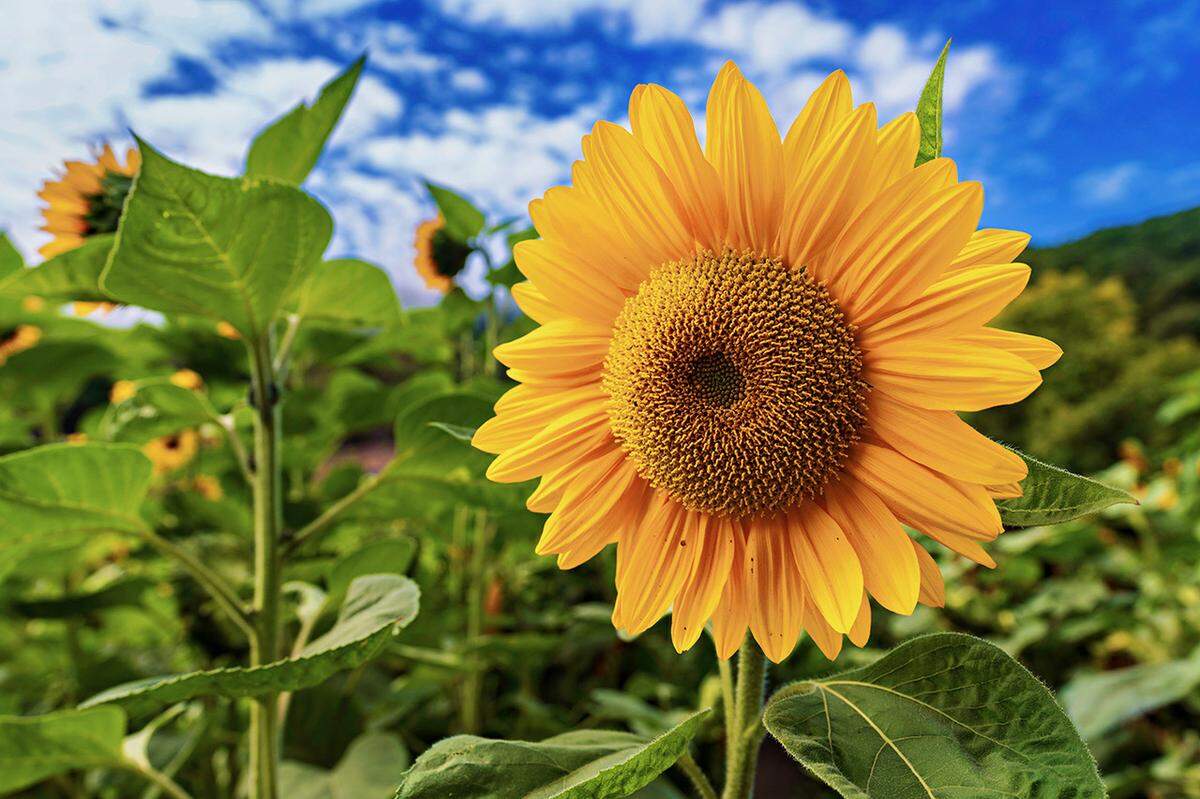 Sunflowers at the Avila Valley Barn.