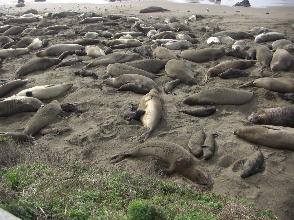 The beach gets crowded, and elephant seal pups can get separated from their mothers.
