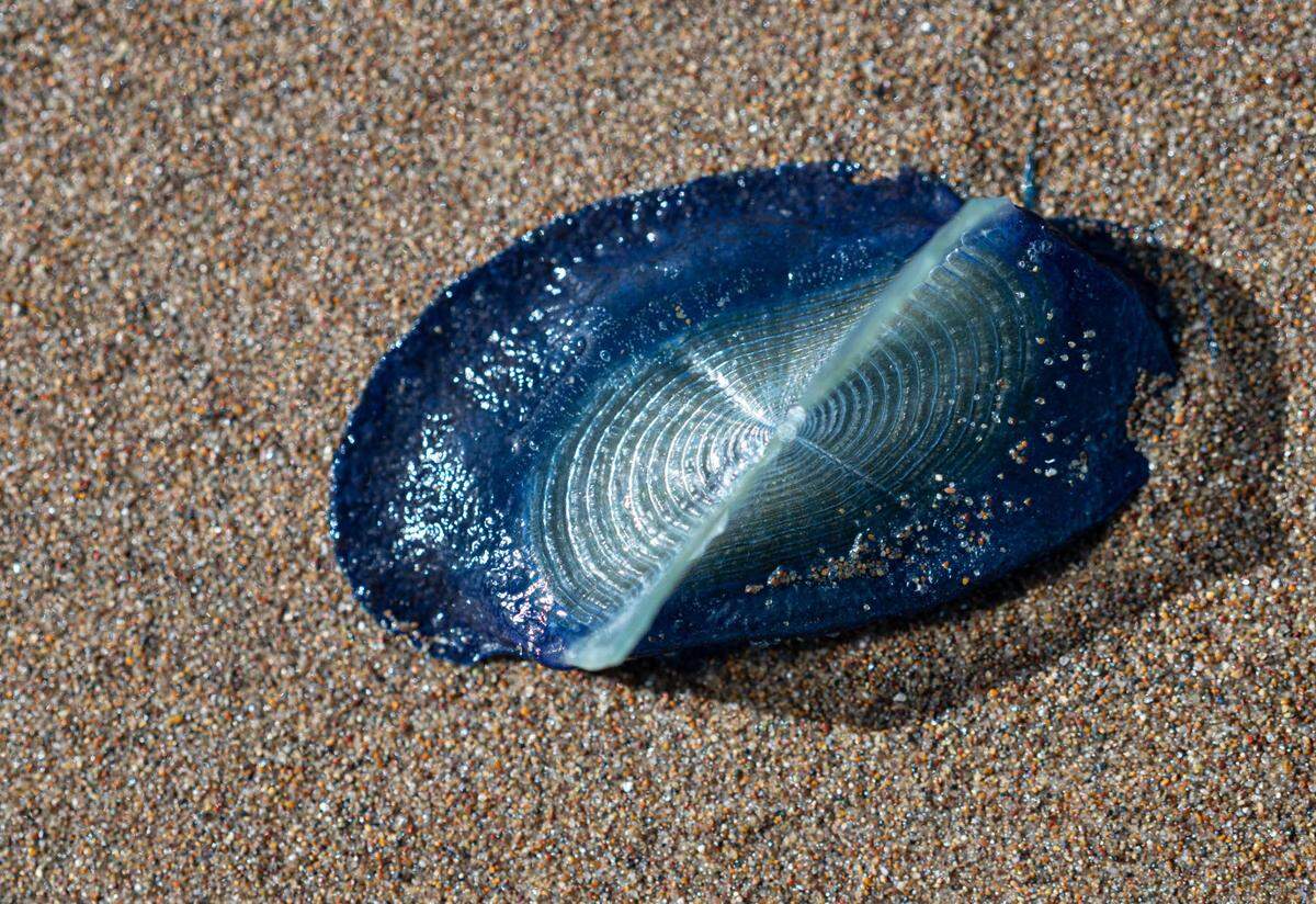 Spring winds blew velella velella onto Morro Bay beaches in April 2025.