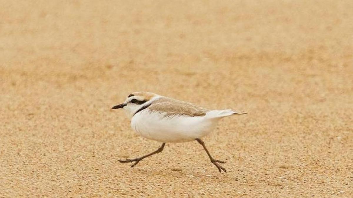 A snowy plover scurries across the beach near the entrance to the Guadalupe Nipomo Dunes Wildlife Refuge in October 2016.