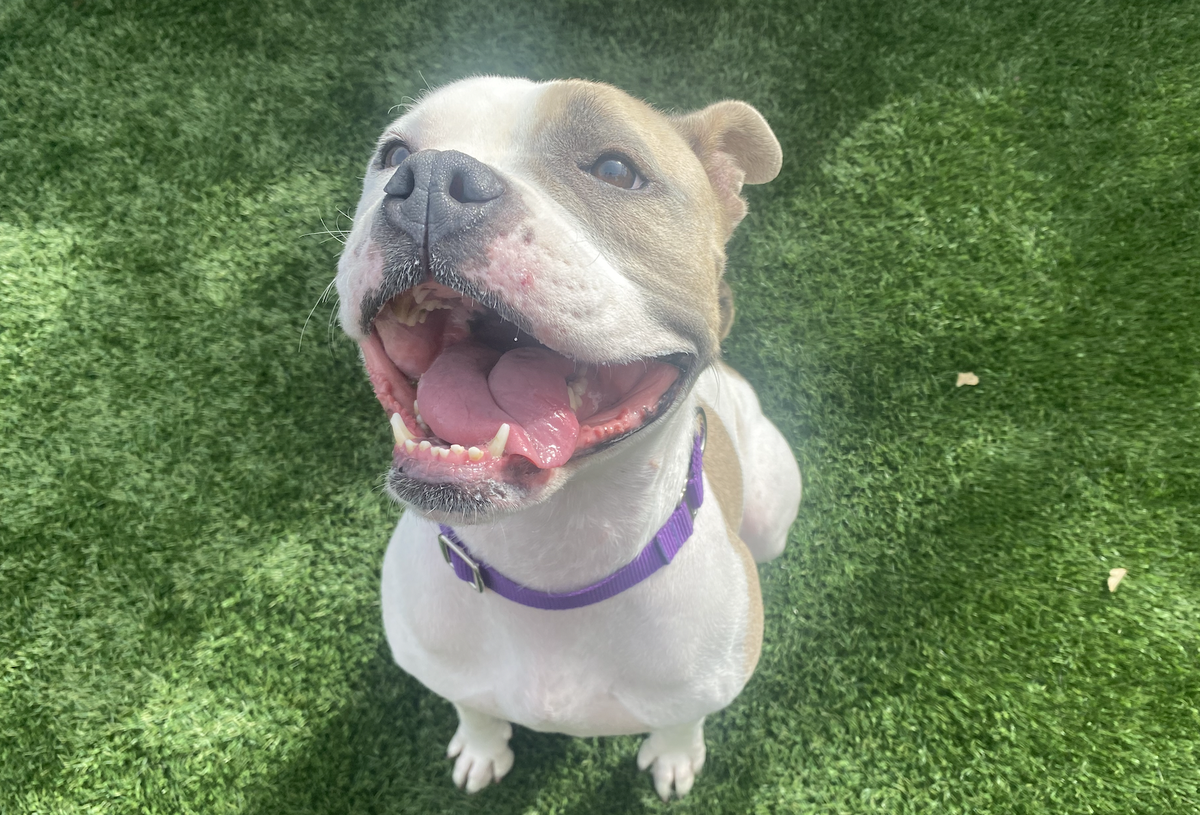 Sassy (A303884) is one of several dogs available for adoption at the San Luis Obispo County Animal Shelter.