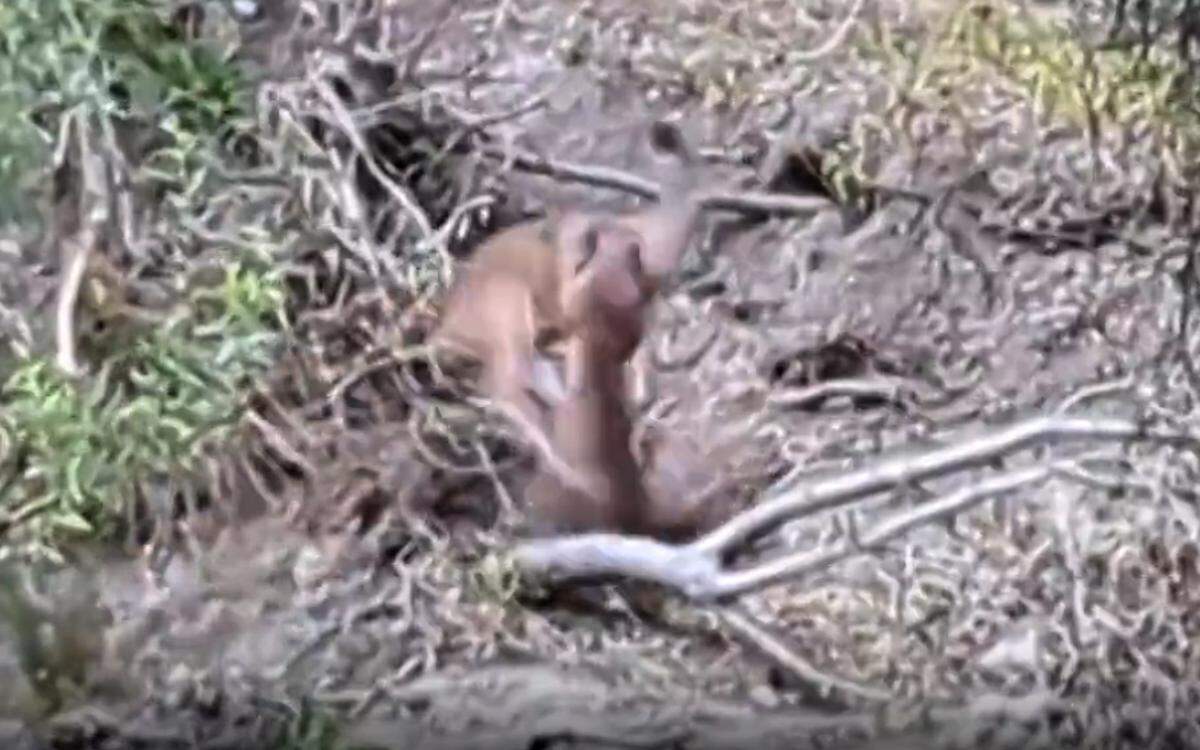 A young mountain lion attacks a mother deer that was trying to protect its fawn near Atascadero High School on Monday, July 31, 2023.