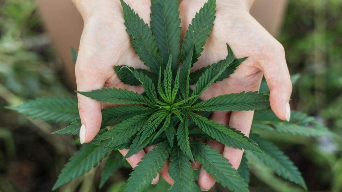 The Grover Beach City Council will allow medical marijuana dispensaries, nurseries, manufacturing facilities and laboratory testing centers.