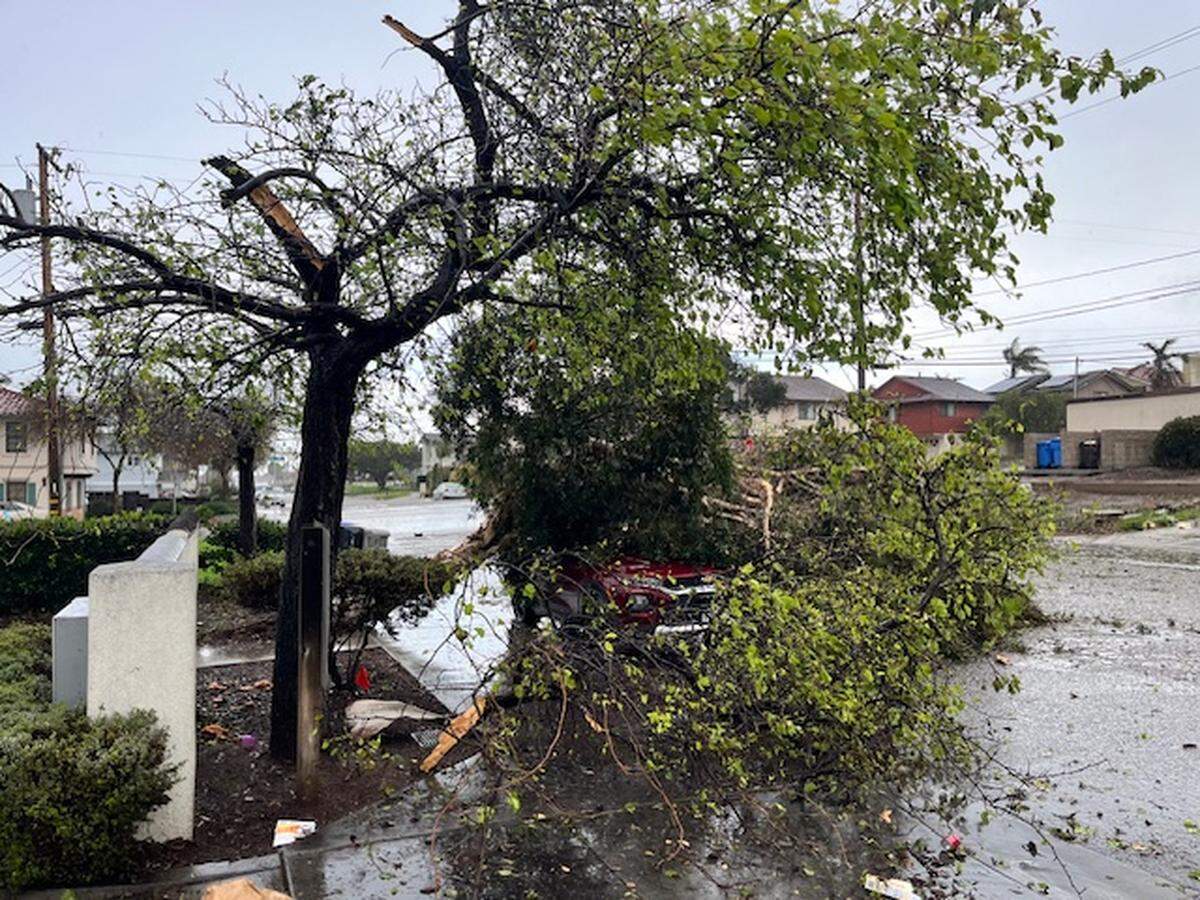 Amid a tornado warning on Wednesday, Feb. 7, 2024, powerful winds knocked down trees and branches on Ramona Avenue in Grover Beach.