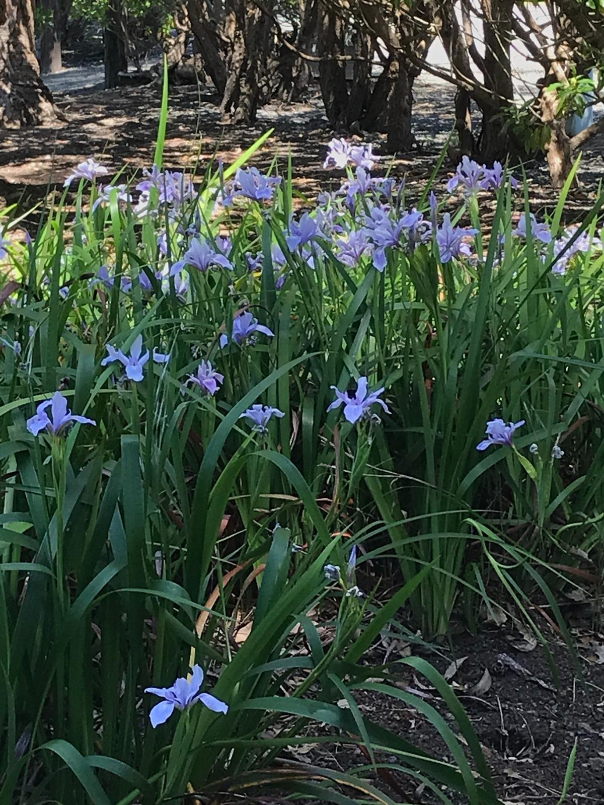 This new patch of volunteer wild iris is a reminder to look around, pay attention and enjoy the surprises of life.