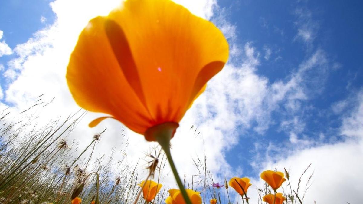 Head to Lopez Lake on Saturday, March 18, 2017, for a moderate, ranger-guided wildflower hike.