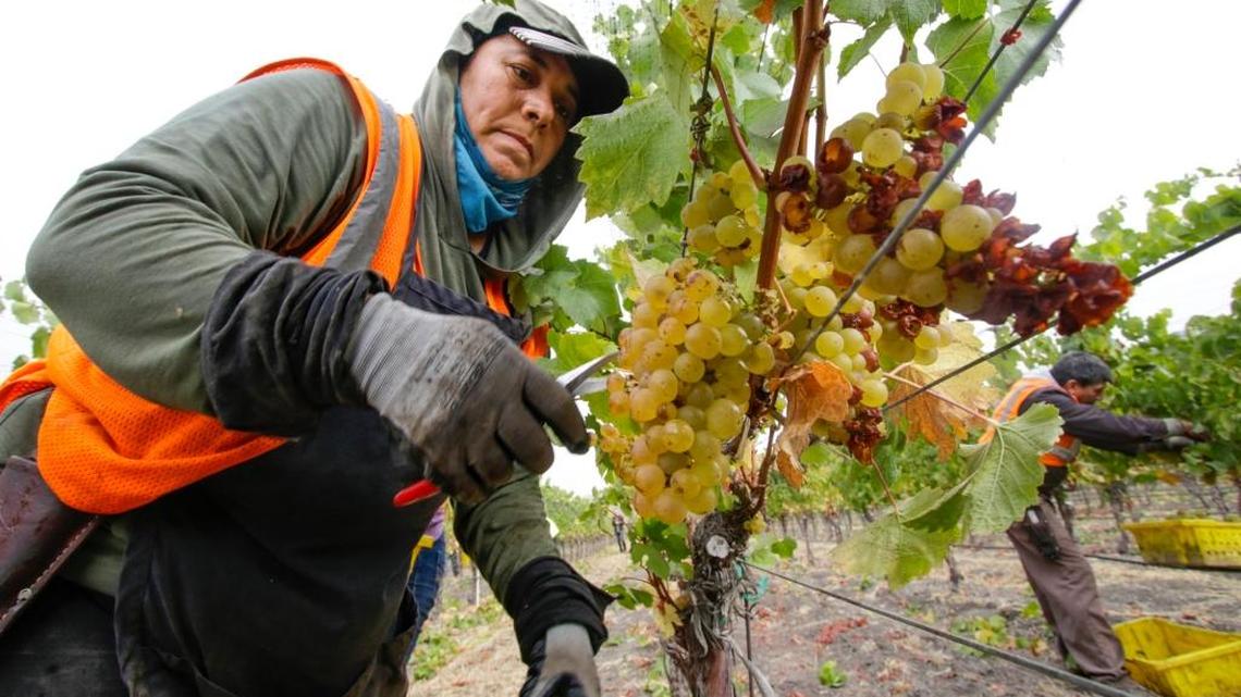 Airel Juarez picks Chardonnay wine grapes in September 2016 during the harvest at Talley Farms.
