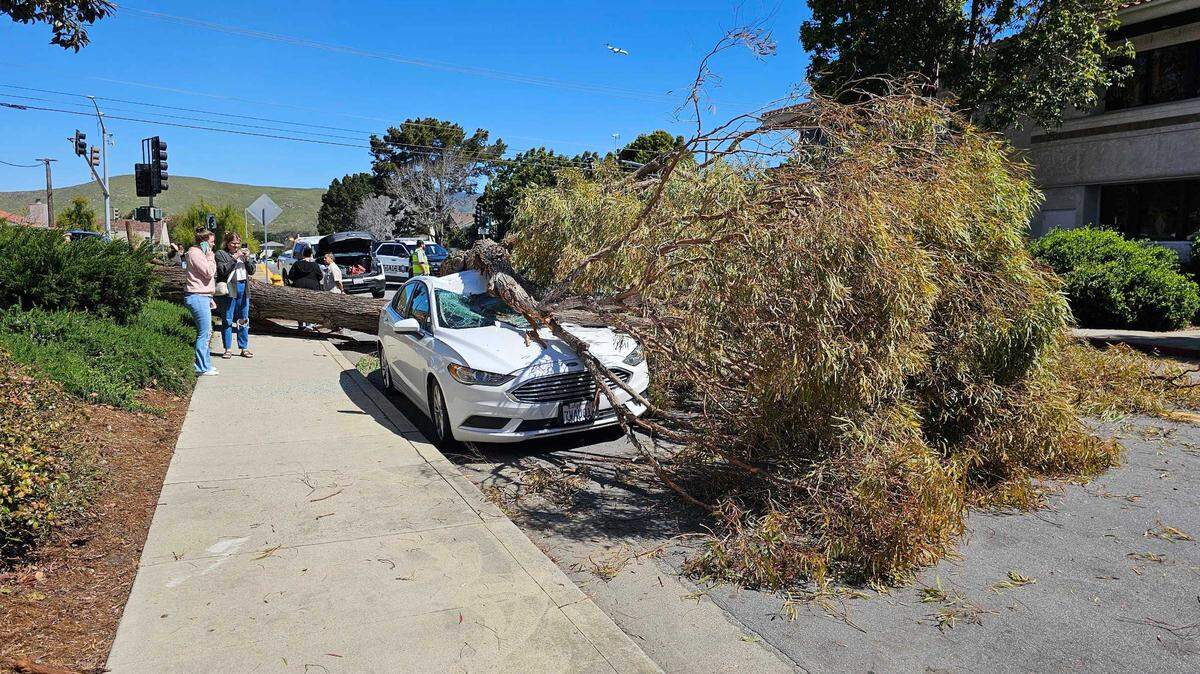 A tree fell onto a car parked on Royal Way in San Luis Obispo on Thursday, March 14, 2024.