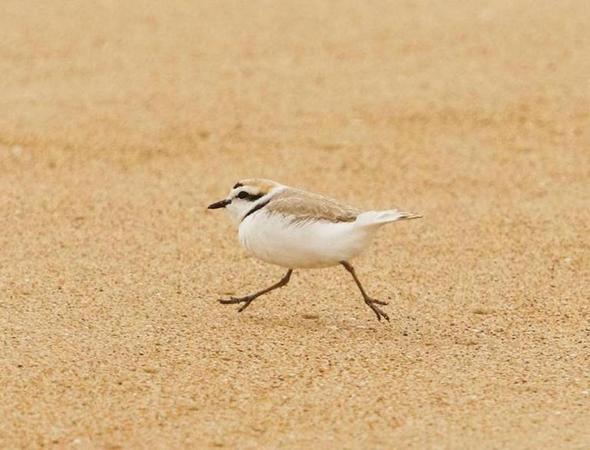 A snowy plover scurries across the beach near the entrance to the Guadalupe Nipomo Dunes Wildlife Refuge. Learn more about the bird on Saturday at the Museum of Natural History at Morro Bay State Park.