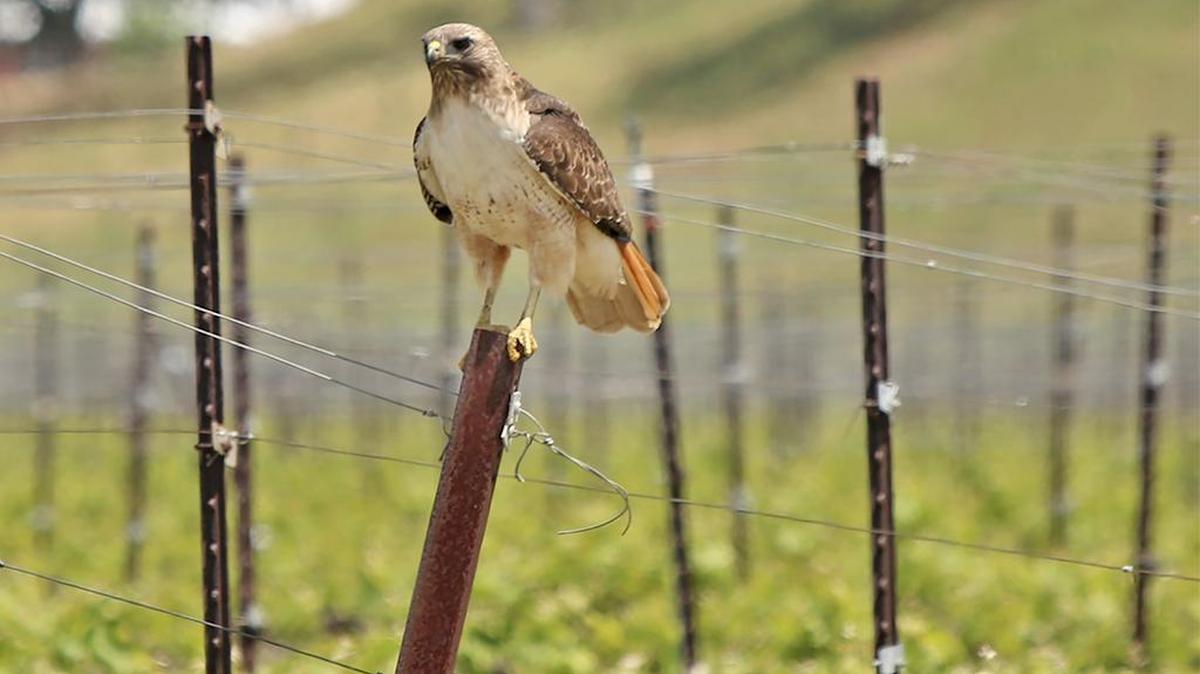 A red-tailed hawk sits on a fence along Estrella Road east of Paso Robles. The red-tailed hawk is one of the most common hawks in North America, and the species typically makes its home in open country such as large, open fields.