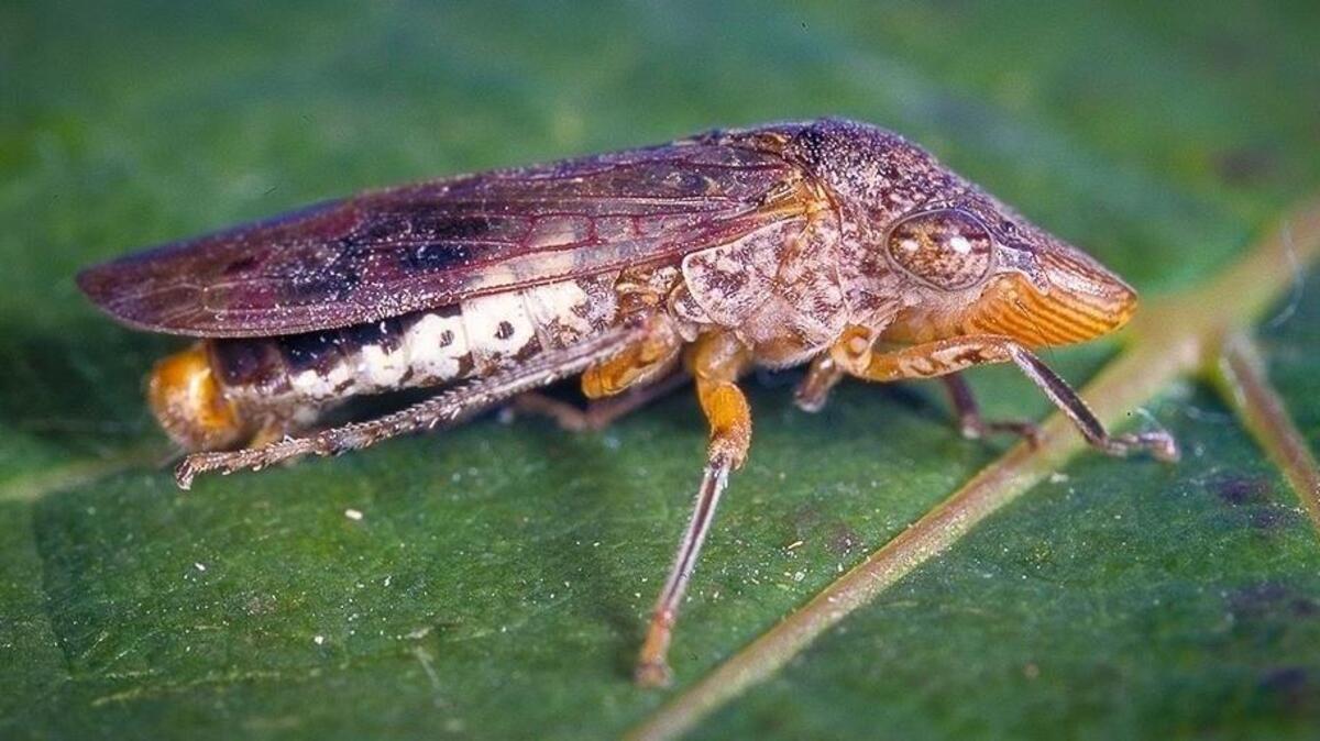 A glassy-winged sharpshooter on a grape leaf.