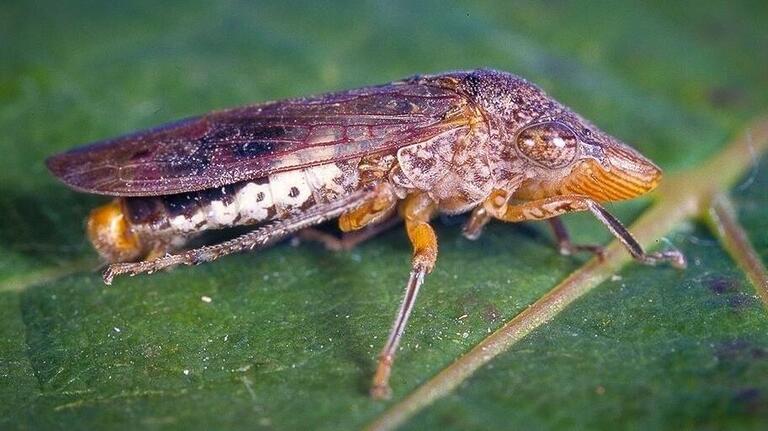 An invasive bug was found in Costco plants. Could it affect SLO County vineyards?