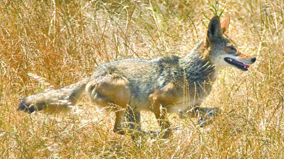 Coyote attacked California boy in driveway. Here’s how to keep kids, pets safe