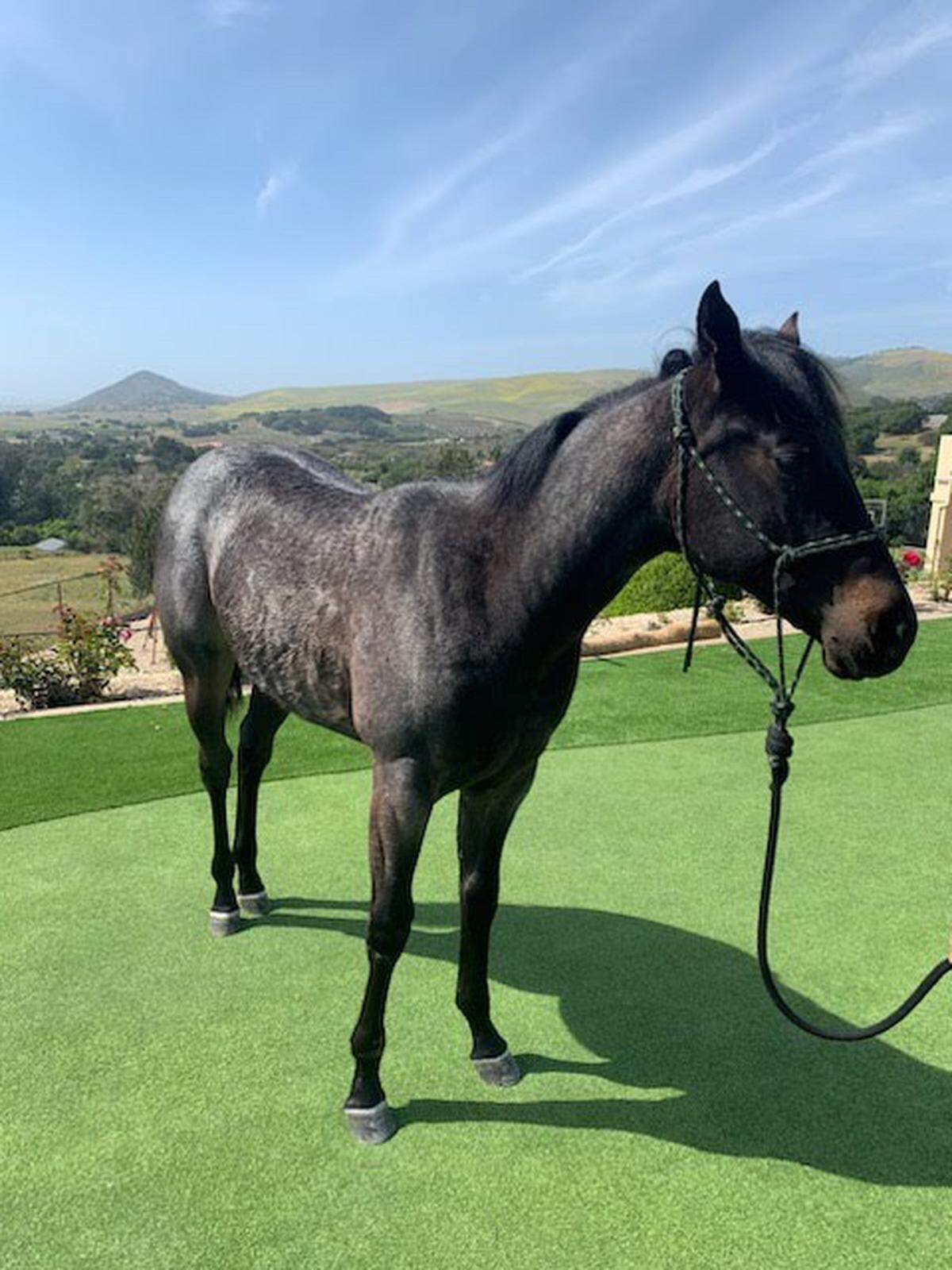 The Horse Emergency Evacuation Team of San Luis Obispo County helped Cal Fire rescue a young horse that got trapped in a swimming pool in Nipomo.