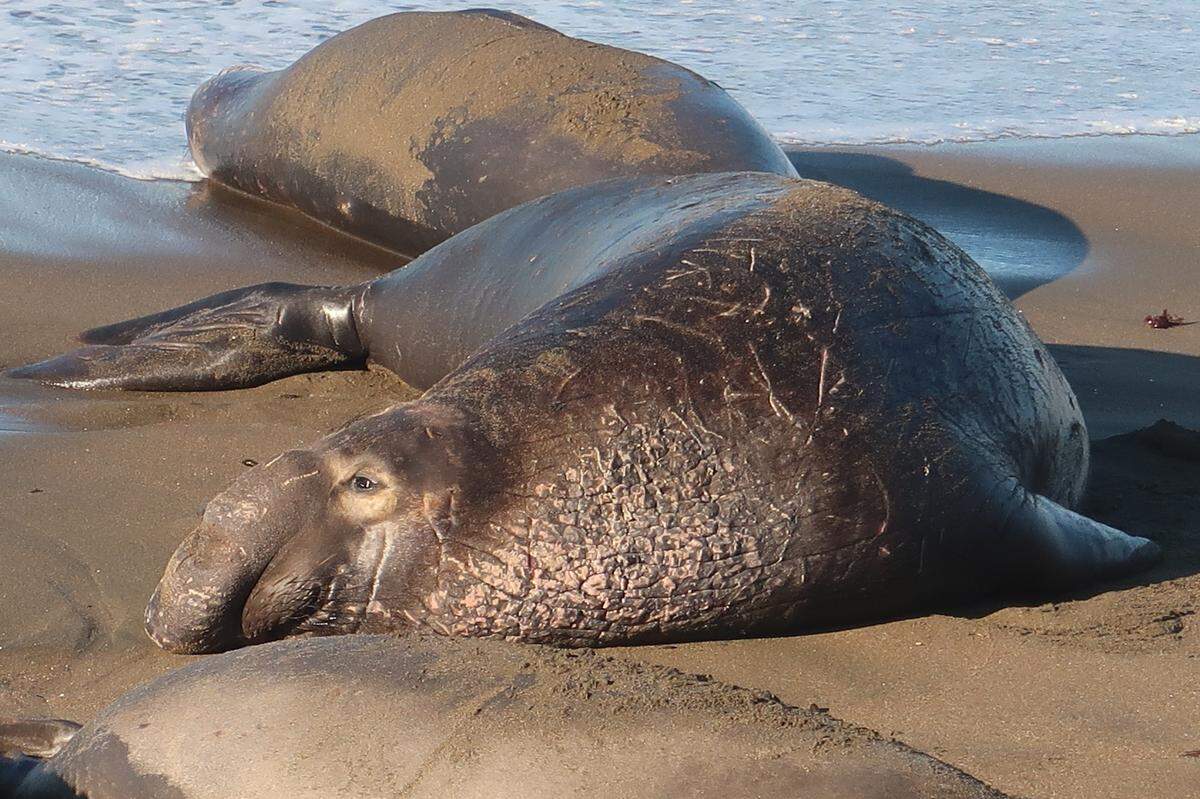 Elephant seal bull rests on the sand as he gets used to his own weight on land at Piedras Blancas beach in San Luis Obispo County.